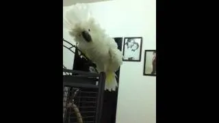 Milo the amazing cockatoo