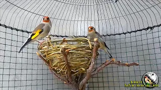 Breeding Gray-headed Goldfinches at home