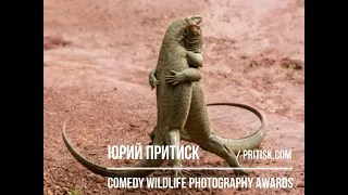 Фотоконкурс Comedy Wildlife Photography Awards. Deadline 2020.05.31.