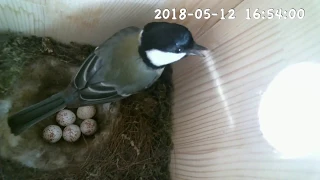 シジュウカラ　巣箱観察　20180512  スズメ襲来　Japanese tit nest box// Attacked by a sparrow.