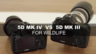 Canon EOS 5D Mark IV vs 5D Mark III  - For Wildlife