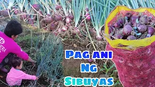PAG ANI NG SIBUYAS | BUHAY PROBINSYA