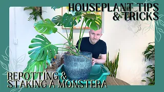 Repotting and Staking My Monstera deliciosa | Houseplant Tips & Tricks