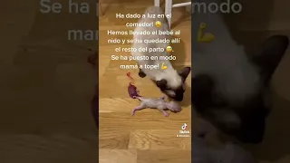 GATA SIAMESA DE PARTO!