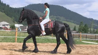 Cai frizieni video cu cai frumosi, de la Domeniul Cailor Bucovina din Dorna Arini (Vatra Dornei)