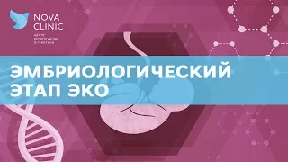 Как проходит эмбриологический этап ЭКО?