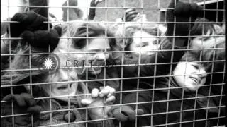 Crowd of 12 thousand screaming teenagers gather at airport to welcome Beatles in ...HD Stock Footage