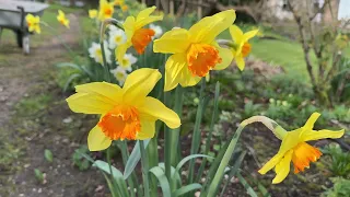 Vlog 454 - Все цветы весеннего Английского сада для вас