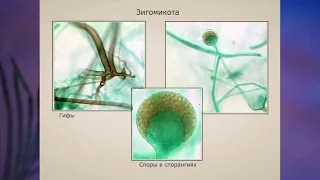 "Отдел Зигомикота", Биология 7 класс, Сивоглазов