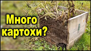 Вот что вырастит, если посадить картофель очень поздно! Мой урожай картофеля в коробе.