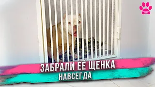 Отняли новорожденного щенка у собаки. Щенка будет растить другая собака! Мать его больше не увидит!