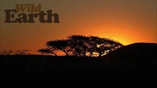 WildEarth - Sunset Safari - 15 July 2020