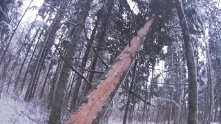 Tree felling - Dead  tree hung up on other trees.