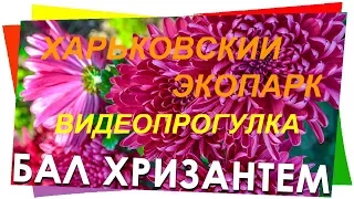 Харьковский Экопарк Фельдмана. Бал Хризантем. Видеопрогулка.