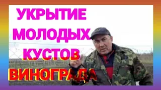 Укрытие молодых кустов винограда