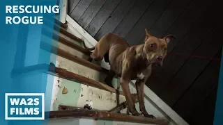 Detroit Teenager Rescues Homeless Dog From Abandoned House - Howl & Hope For DoDo Dogs