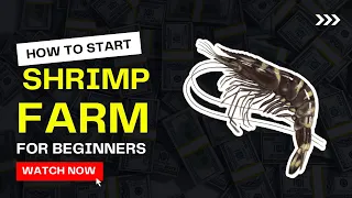 How to Start Shrimp Farming for Beginners | Prawns Farming Guide - Everything you need to know