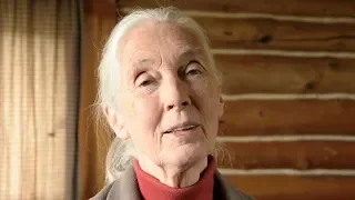 My Dream. Dr. Jane Goodall