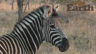 WildEarth - Sunset -  10 December 2020