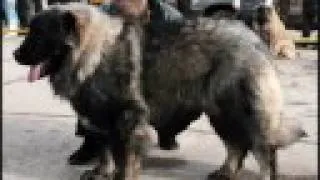 Caucasian ovcharka, Caucasian Mountain dog puppy part 3