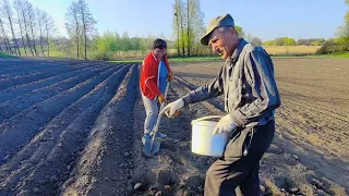 Я потеряла  грабли🌻С картошкой покончено!!!