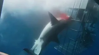 Great white shark dies after lunging at divers in cage and getting trapped| CCTV English