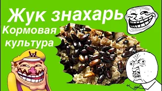 Жук знахарь, кормовая культура