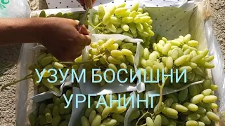 УЗУМ УЗИШ ВА УПАКОВКА ЖАРАËНИ2023.14.ИЮЛЬ.Каналга подписаться босиб куйинг.