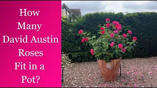 🌹 Planting More than 1 David Austin Rose in a Pot / How many Roses Fit in a Planter?