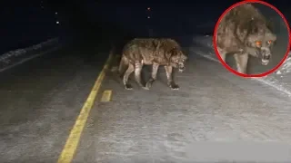 Top 10 Most Amazing And Incredible Wild Animals Encounters On Road