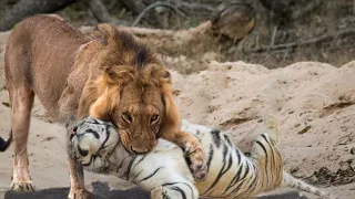 Tiger Und Löwen Zeigen Ihre Wilden Fähigkeiten