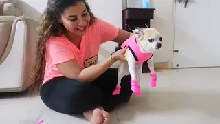 Funny Chihuahua Tries Shoes For The First Time | Ss vlogs :-)