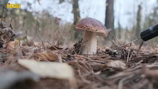 ТОП-5 причин НЕ ходити до лісу по гриби