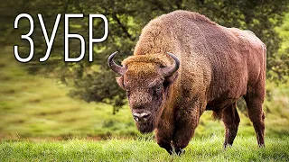 Bison: The surviving giant of the European forest | Interesting facts about bison