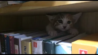 Kitten squeezed into the bookshelf at last!