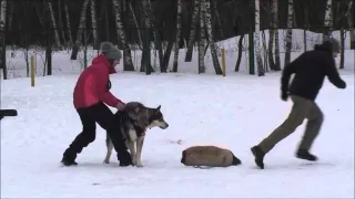 Москва.Южное Бутово площадка для дрессировки собак"Вега" 30.01.2016