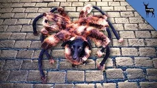 Mutant Giant Spider Dog Real?