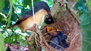 Baby Tailor went Numb eating OVERSIZED COCKROACH | Tailor baby bird video | nest