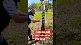 Очищение участка от деревьев