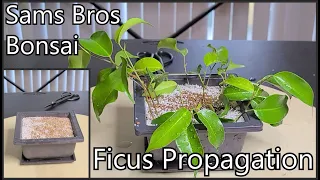 Ficus Propagation, Ficus Benjamina