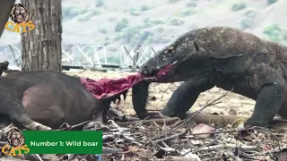 Scary Moments Of Komodo Dragon Brutally Eating Their Prey Alive
