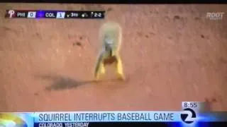 Squirrel Interrupts Baseball Game