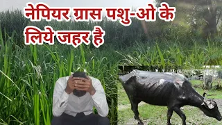 नेपियर ग्रास पशु ओ के लिए जहर बन रहा है  || Niper grass pashuon ke liye Jahar ban raha hai