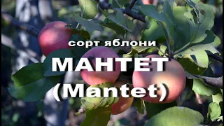 Сорт яблони Мантет (Mantet)