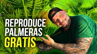 Reproduce PALMERAS GRATIS de esta forma fácil y rápida