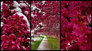 April Surprise: Colorado Snow Blankets Apple Blossoms #colorado