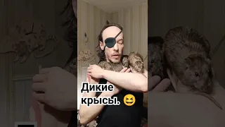 Дикие крысы хотят общаться. 😁 Пасюки на человеке. 😊 #wildrats #cuterats #like #funnypets #крыса