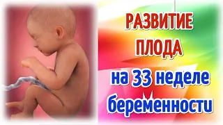 Развитие плода на 33 неделе беременности/Календарь беременности!