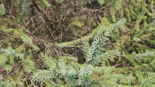 ID that Tree: Black Spruce