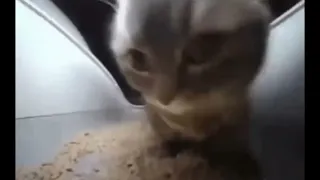 Chipi chipi chapa chapa cat